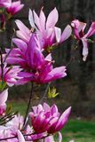 Магнолия гибридная Бетти (Magnolia hybrid Betty) декоративное дерево в горшке C3