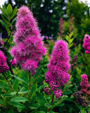 Спірея Білларда. (Spiraea x billardii) Р9