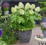 Гортензія дуболиста Тара. (Hydrangea quercifolia Tara) С3 CS2791 фото
