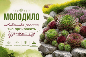 Молодило &mdash; невибаглива рослина, яка прикрасить будь-який сад фото