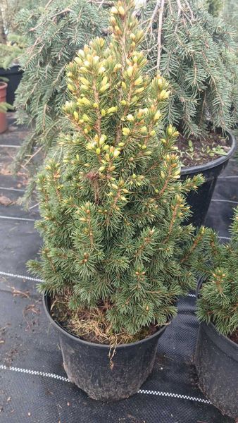 Ель канадская Дейзи Уайт (Picea glauca Daisy's White) &ndash; C3 R1746 фото