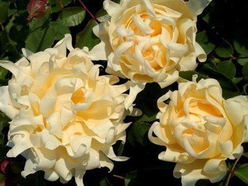 Роза Раффлс Квин. (Ruffles Queen) Флорибунда CS1011 фото
