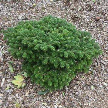 Пихта Нордмана Мюнстерленд. (Abies koreana Munsterland) С5