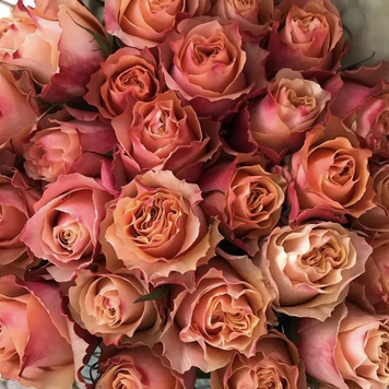 Роза Карпе Дием (Carpe Diem) 🌸 &mdash; лососевая изюминка для сада и букетов
