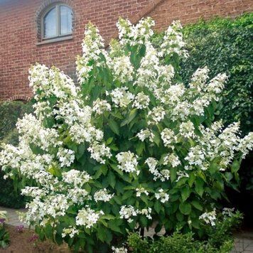 Гортензія волотиста Левана. (Hydrangea paniculataLevana) С7,5; 6-річка CS2741 фото