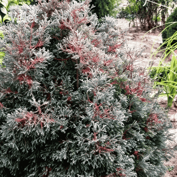 Туя западная Вересковидная Эрикоидес. (Thuja occidentalis Ericoides) С3 00015 фото