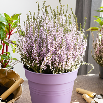 Вереск обыкновенный &bdquo;Fr&uuml;he Lisbeth&ldquo; (Calluna vulgaris &bdquo;Fr&uuml;he Lisbeth&ldquo;) V55880 фото