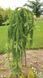 Лиственница европейская Пендула. (Larix decidua Pendula) ШТАМБ 150-170см CS2188 фото 2