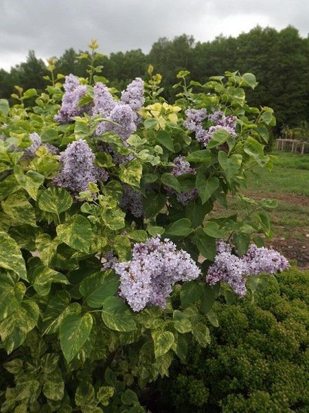 Сирень обыкновенная Аукубафолия. (Syringa vulgaris Aucubaefolia) CS2941 фото