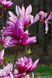 Магнолія гібридна Бетті (Magnolia hybrid Betty) декоративне дерево в горщику C3 copy_V10405 фото 1