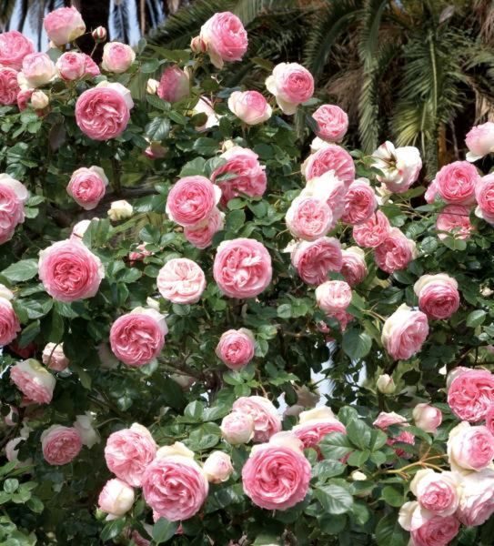 Троянда П'єр-де-Ронсар (Еден Роуз). (Pierre De Ronsard (Eden Rose) Шраб в контейнері С10 CS1561 фото