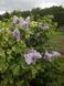 Сирень обыкновенная Аукубафолия. (Syringa vulgaris Aucubaefolia) CS2941 фото 3