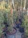 Тис средний Хикси (Taxus media Hicksii) (высота 25-35 см, горшок 3л) copy_CS2391 фото 1