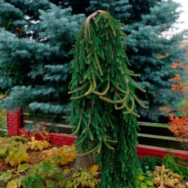Ель обыкновенная Инверса. (Picea abies Inversa) ШТАМБ CS2088 фото