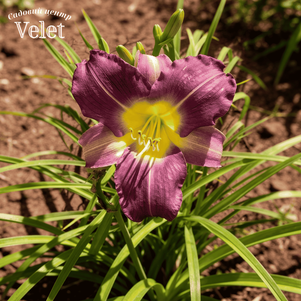 Лилейник Blue Sheen (Блу Шин) (Hemerocallis Blue Sheen) - 1шт R8345 фото