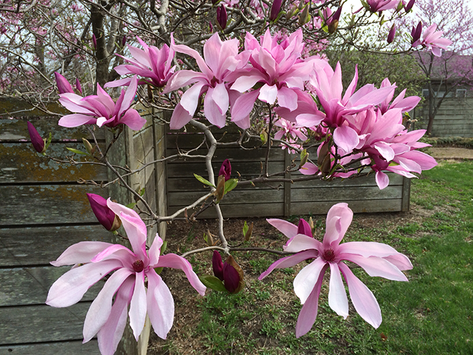 Магнолія гібридна Бетті (Magnolia hybrid Betty) декоративне дерево в горщику C3