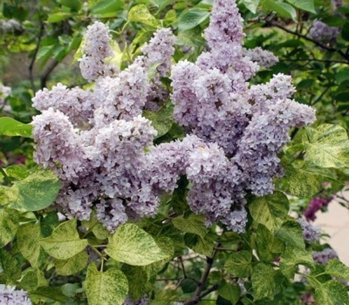 Сирень обыкновенная Аукубафолия. (Syringa vulgaris Aucubaefolia) CS2941 фото