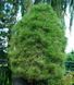Сосна черная Спилберг. (Pinus nigra Spielberg) С15 CS2338 фото 1