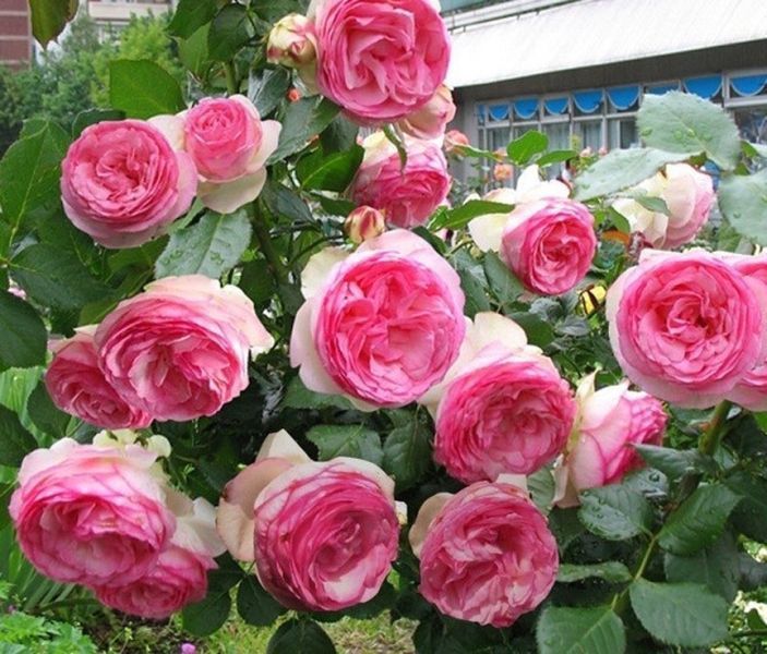Троянда П'єр-де-Ронсар (Еден Роуз). (Pierre De Ronsard (Eden Rose) Шраб в контейнері С10 CS1561 фото