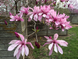 Магнолія гібридна Бетті (Magnolia hybrid Betty) декоративне дерево в горщику C3 copy_V10405 фото 3
