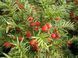 Тис средний Хикси (Taxus media Hicksii) (высота 25-35 см, горшок 3л) copy_CS2391 фото 2