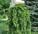 Ель обыкновенная Инверса. (Picea abies Inversa) ШТАМБ CS2088 фото 1