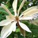 Магнолія трипелюсткова. (Magnolia tripetala) P9 CS2891 фото 1