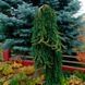 Ель обыкновенная Инверса. (Picea abies Inversa) ШТАМБ CS2088 фото 2
