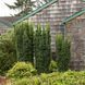 Тис средний Хикси (Taxus media Hicksii) (высота 25-35 см, горшок 3л) copy_CS2391 фото 3