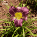 Лилейник Blue Sheen (Блу Шин) (Hemerocallis Blue Sheen) - 1шт R8345 фото 2