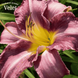 Лилейник Blue Sheen (Блу Шин) (Hemerocallis Blue Sheen) - 1шт R8345 фото 1