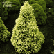 Ель канадская Дейзи Уайт (Picea glauca Daisy's White) &ndash; C3 R1746 фото 1