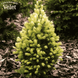 Ель канадская Дейзи Уайт (Picea glauca Daisy's White) &ndash; C3 R1746 фото 2