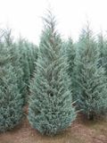 Можжевельник скальный Мунглоу. (Juniperus scopulorum Moonglow) С5 CS2197 фото