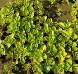 Очиток ложний&nbsp;/ Sedum spurium P9