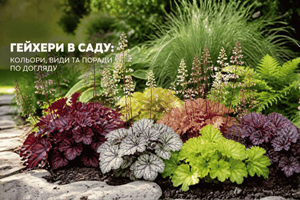 Гейхера в саду: кольорове листя, яке змінює настрій ділянки фото