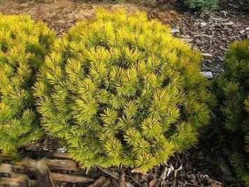Сосна горная Карстенс Винтерголд. (Pinus mugo Carstens Wintergold) С5 CS2347 фото