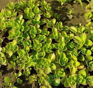 Очиток ложный&nbsp;/ Sedum spurium P9