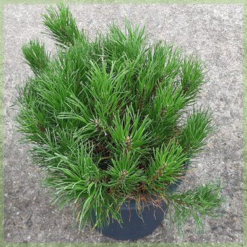 Сосна горная Пумилио. (Pinus mugo Pumilio) Р9 550026 фото