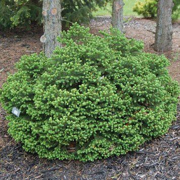 Ель обыкновенная Олендорфи. (Picea abies Ohlendorffii) С7,5 CS2097 фото