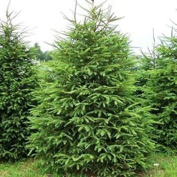 Ель обыкновенная или европейская. (Picea abies) С2 CS2047 фото