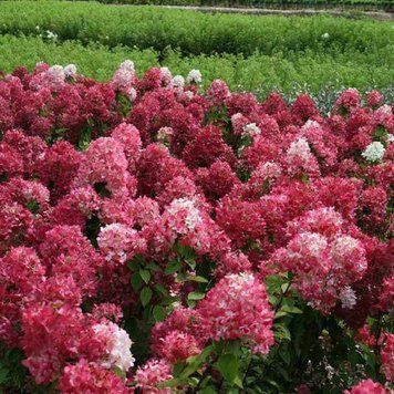 Гортензія волотиста Даймонд Руж. (Hydrangea paniculata Diamand Rouge) ШТАМБ CS2750 фото