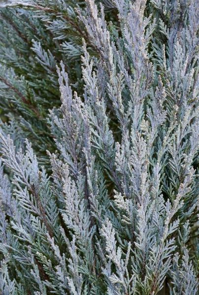 Можжевельник скальный Мунглоу. (Juniperus scopulorum Moonglow) С5 CS2197 фото