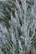 Можжевельник скальный Мунглоу. (Juniperus scopulorum Moonglow) С5 CS2197 фото 4