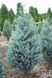 Можжевельник скальный Мунглоу. (Juniperus scopulorum Moonglow) С5 CS2197 фото 3