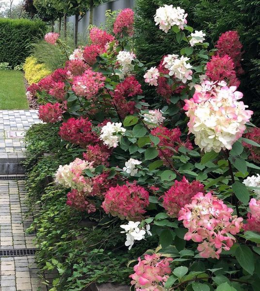 Гортензия метельчатая Даймонд Руж. (Hydrangea paniculata Diamand Rouge) ШТАМБ CS2750 фото