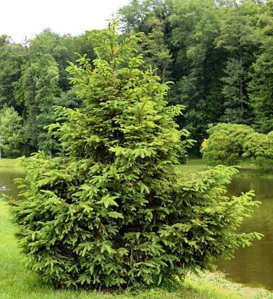 Ель обыкновенная или европейская. (Picea abies) С2 CS2047 фото