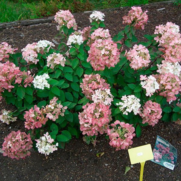 Гортензия метельчатая Даймонд Руж. (Hydrangea paniculata Diamand Rouge) ШТАМБ CS2750 фото