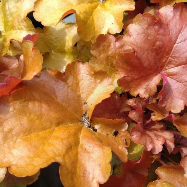 Гейхера Американо, Heuchera World Caffe Americano &ndash; янтарно-розовая гейхера для солнца V70188 фото