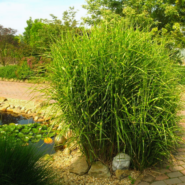 Міскантус китайський Стріктус (Miscanthus sinensis Strictus) С2 С00051 фото